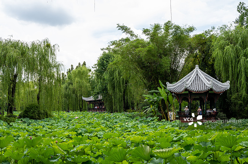 新都桂湖公园荷塘图片素材