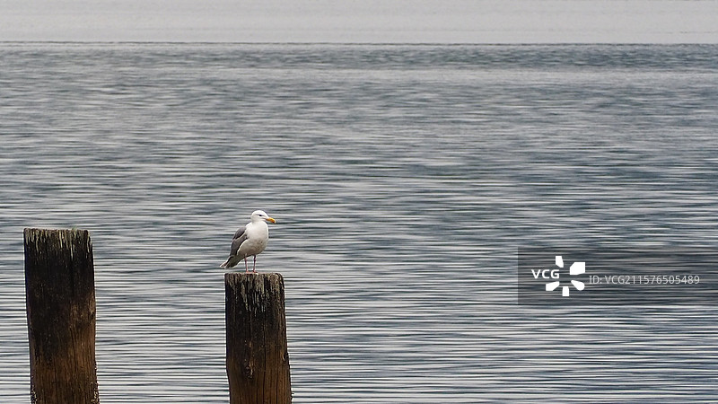巴尼特海洋公园图片素材