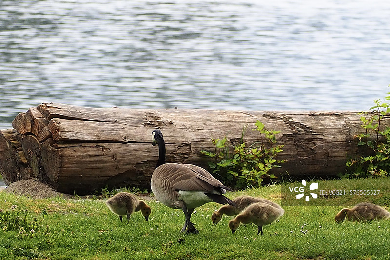 巴尼特海洋公园图片素材