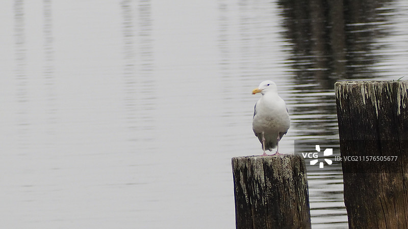 巴尼特海洋公园图片素材