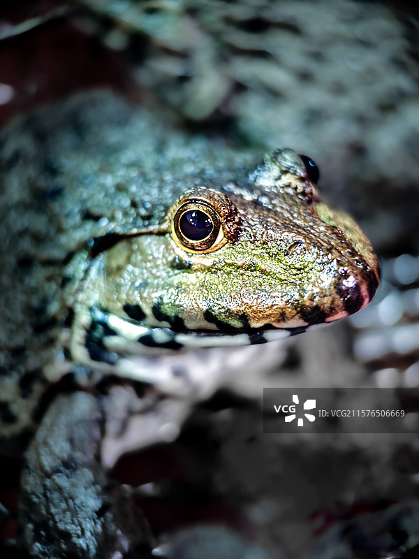 真有你的图片素材