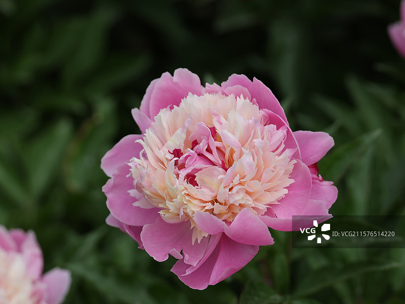 初夏圆明园-芍药花开图片素材
