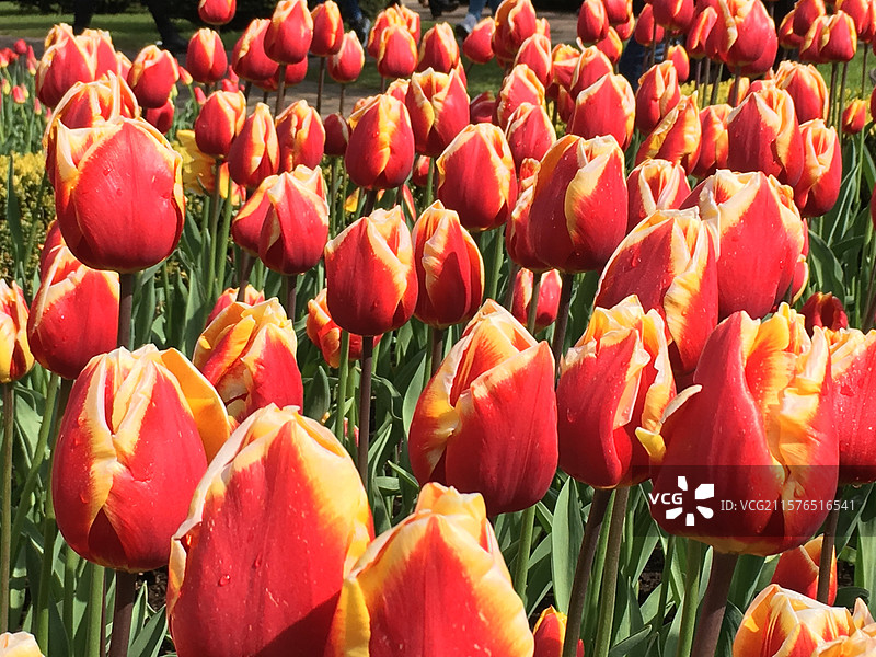 荷兰库肯霍夫公园红色郁金香阿普尔顿花丛特写图片素材