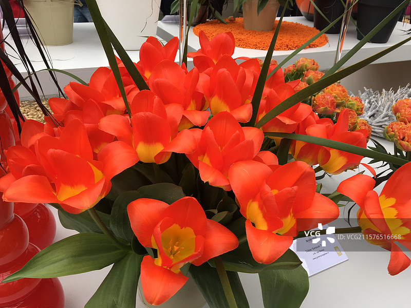 荷兰库肯霍夫公园稀有品种​​​​橙红色郁金香橙日插花特写图片素材