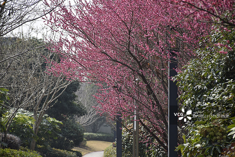 天宫庄园樱花图片素材