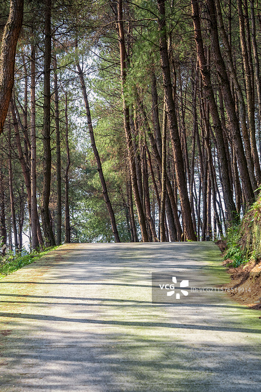森林里的光影小路图片素材