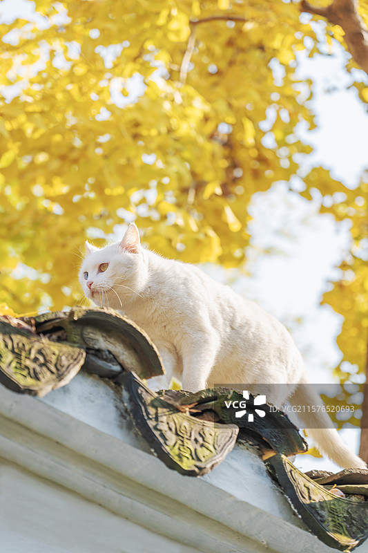苏州园林怡园爬上屋顶的白猫图片素材
