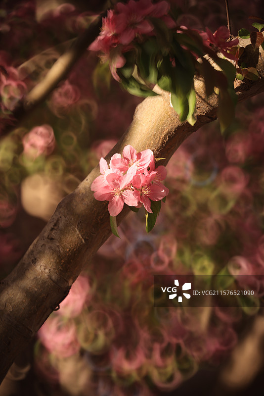 海棠花图片素材