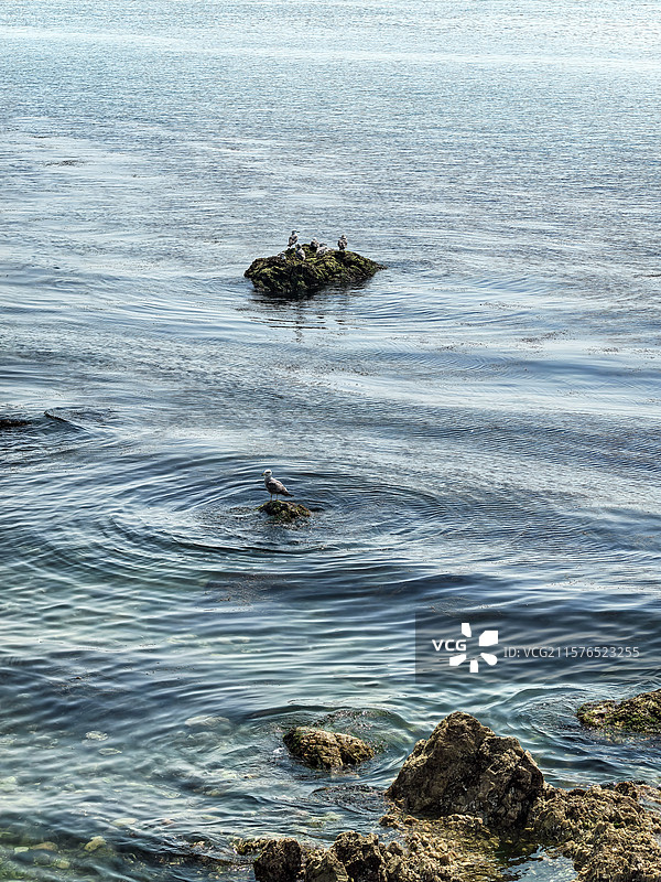 海岸礁石滩上的海鸥近景图片素材