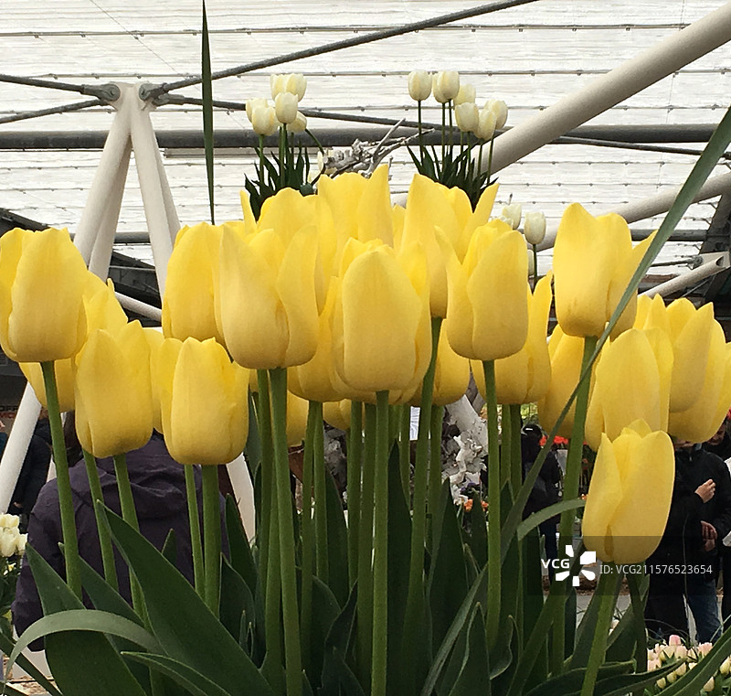 荷兰库肯霍夫公园明黄色郁金香金色阿普尔顿它特写图片素材