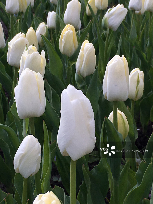 荷兰库肯霍夫公园纯白色重瓣郁金香冰雪女王特写图片素材