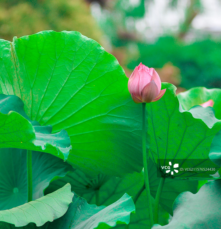 待放        拍摄于襄阳市樊城区荟园荷花池塘，荷叶呵护着娇艳待放的荷包，图片素材
