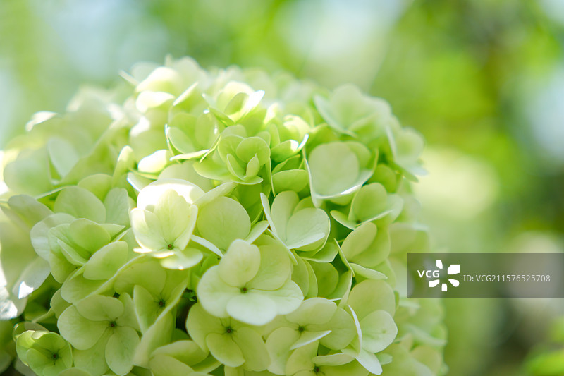 浅绿色绣球荚蒾特写图片素材