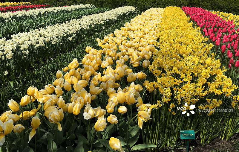 荷兰库肯霍夫公园多色郁金香花田花海花毯图片素材