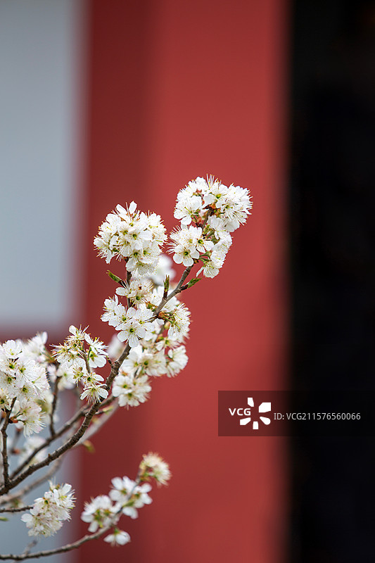 南京玄武湖公园樱洲樱桃园樱花盛开图片素材