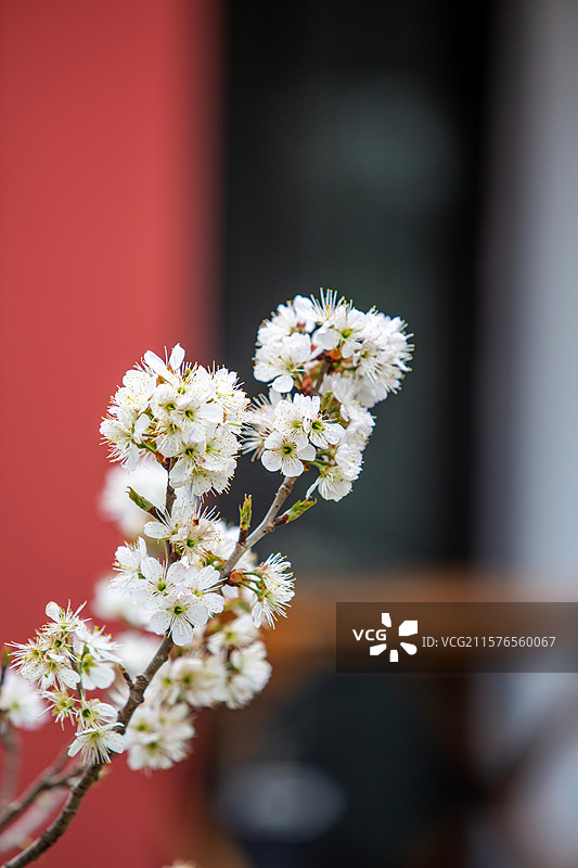 南京玄武湖公园樱洲樱桃园樱花盛开图片素材