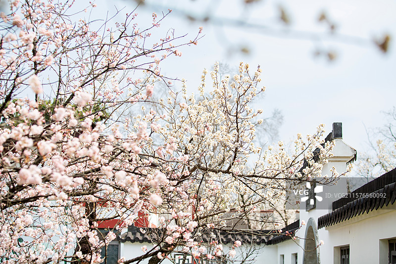 南京玄武湖公园樱洲樱桃园樱花盛开图片素材