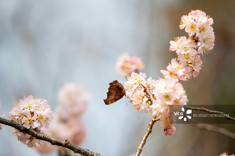 南京玄武湖公园樱洲樱桃园樱花盛开图片素材