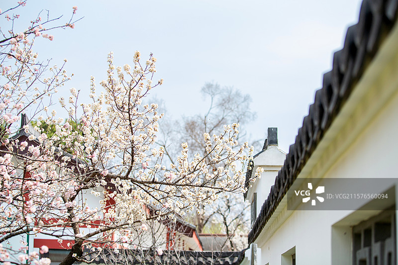 南京玄武湖公园樱洲樱桃园樱花盛开图片素材