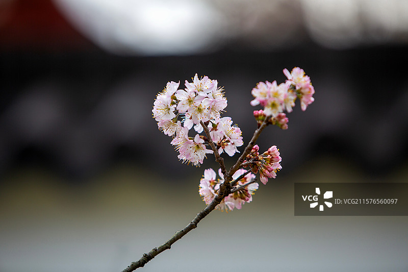 南京玄武湖公园樱洲樱桃园樱花盛开图片素材