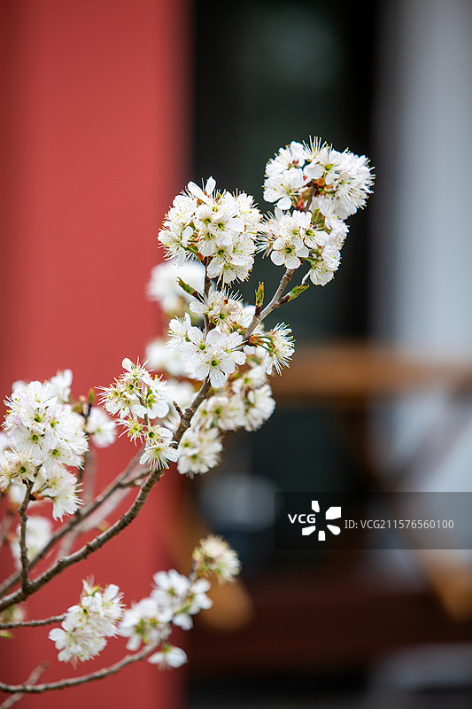 南京玄武湖公园樱洲樱桃园樱花盛开图片素材