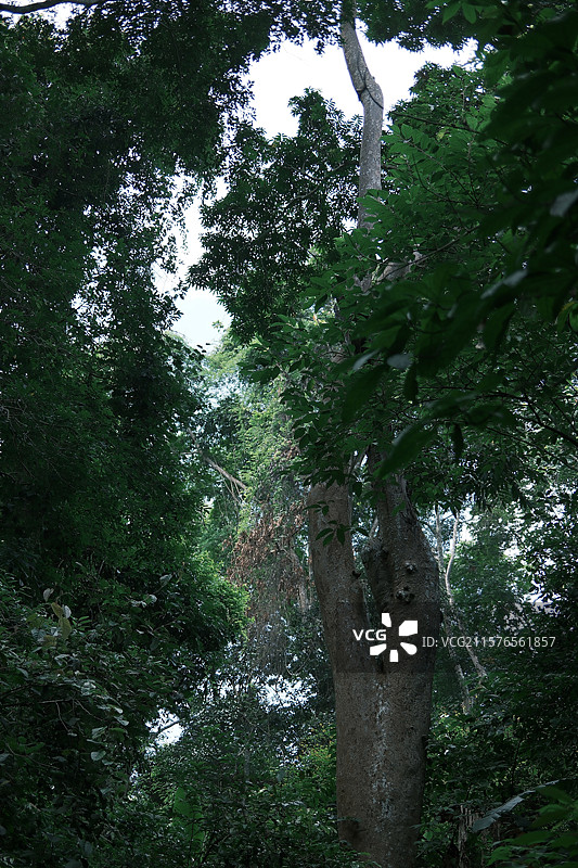 西双版纳基诺山图片素材