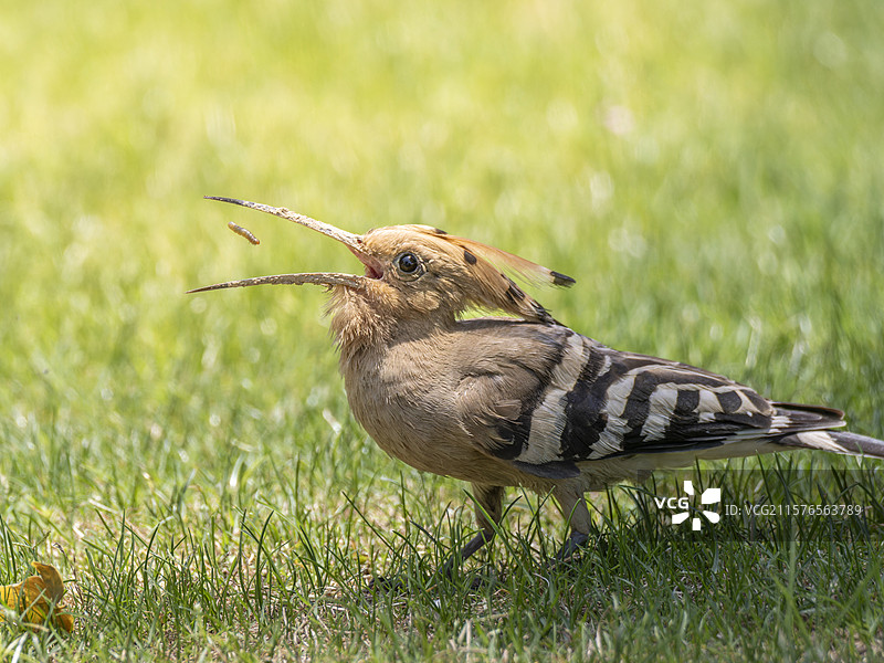 饱餐一顿图片素材