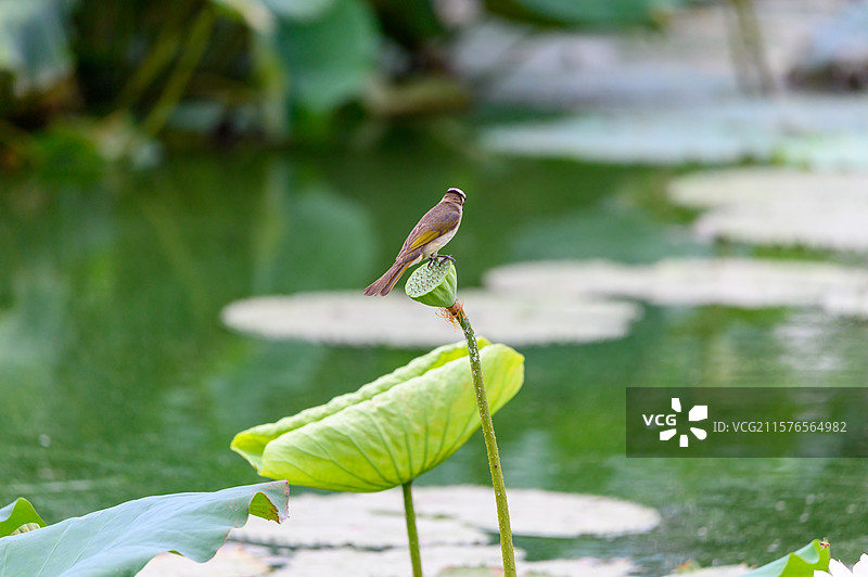 一只站在莲蓬头上的白头翁鸟图片素材