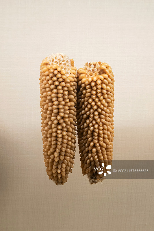 玉米（爆粒型） 国家自然博物馆植物世界展厅图片素材