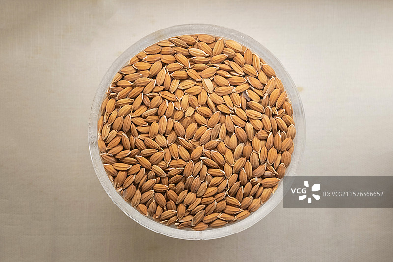 安东陆稻 国家自然博物馆植物世界展厅图片素材