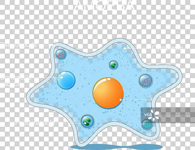 变形虫解剖结构图片素材