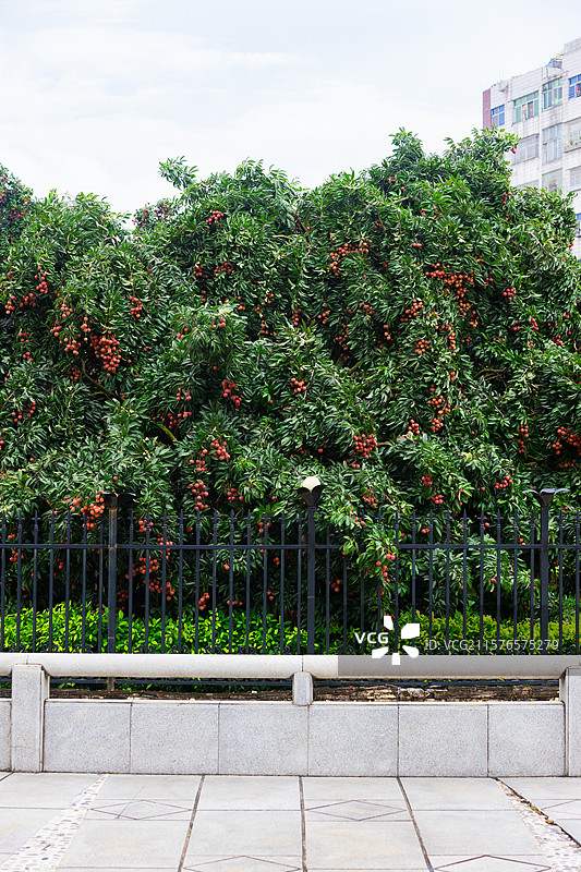 广州市增城区挂绿广场，西园挂绿母树观赏区，水晶球图片素材