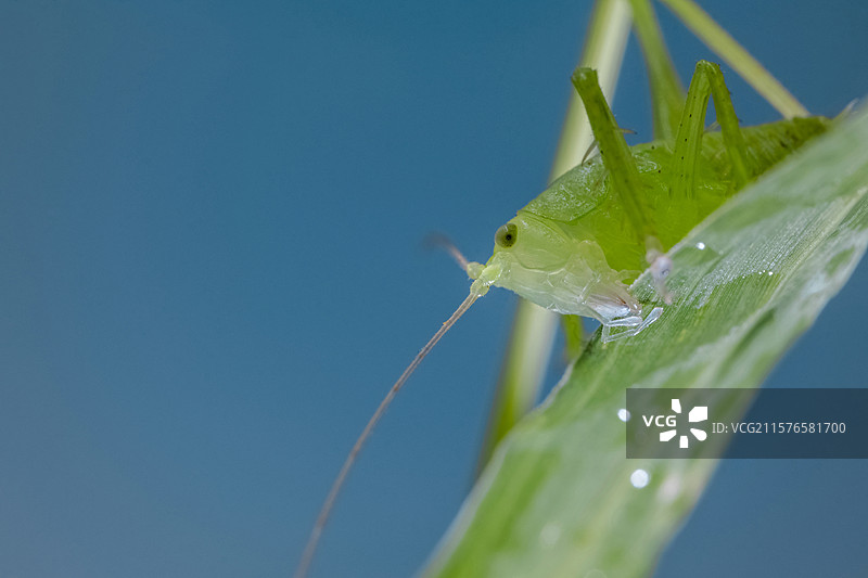 一只绿色螽斯图片素材