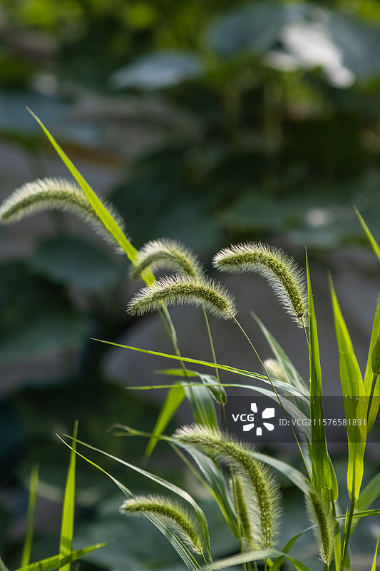狗尾草图片素材
