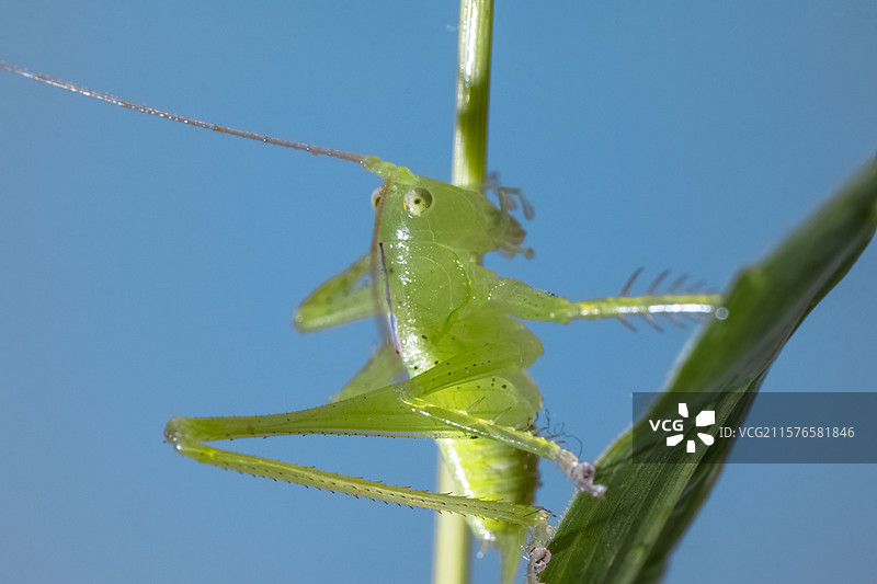 一只绿色螽斯图片素材