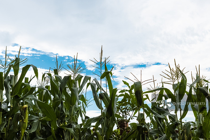 蓝天白云下的玉米地图片素材