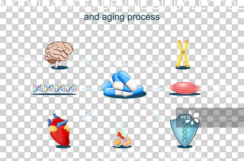 NAD与衰老过程抗衰老疗法图片素材