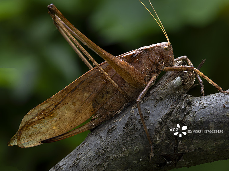 螽斯图片素材