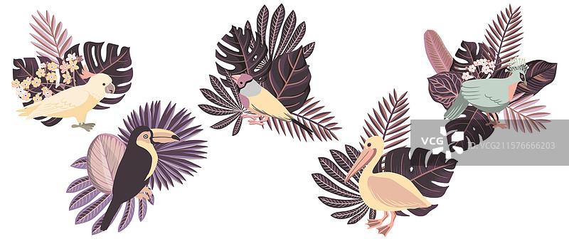 绘制热带鸟类图片素材
