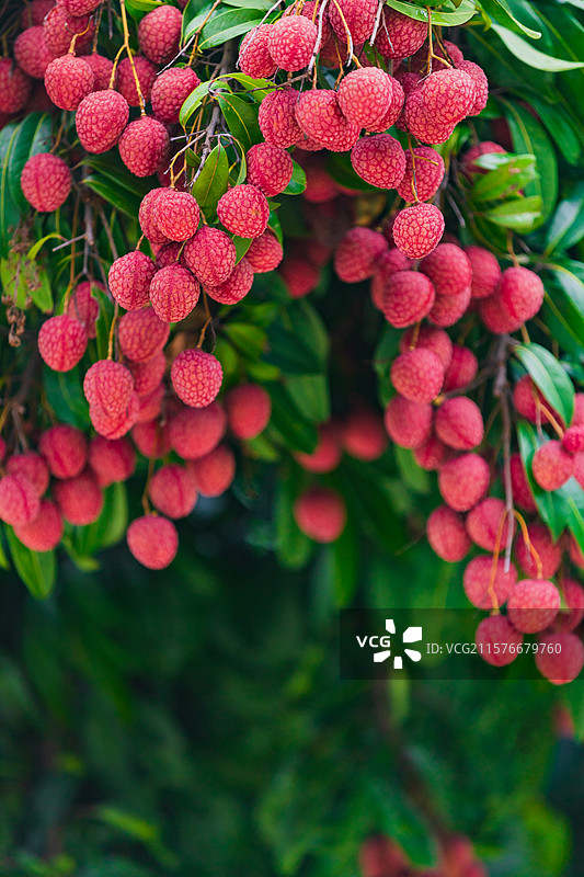 广州市增城区挂绿广场，西园挂绿母树观赏区，红荔，荔枝图片素材