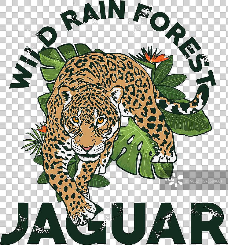 野生雨林美洲虎设计图片素材