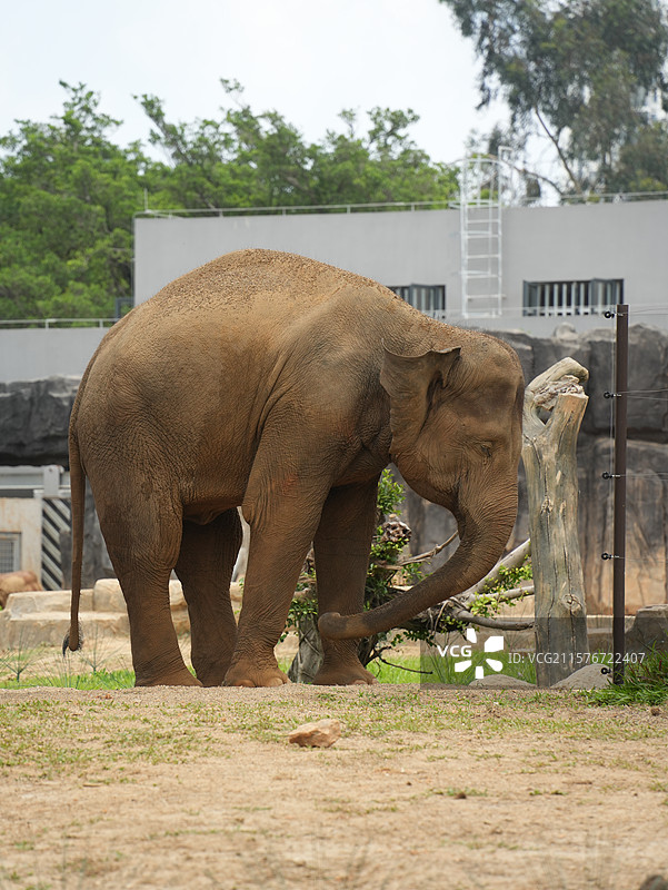 广西壮族自治区南宁动物园大象谷大象图片素材