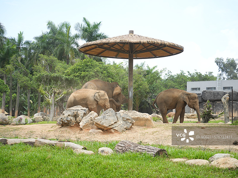 广西壮族自治区南宁动物园大象谷大象图片素材