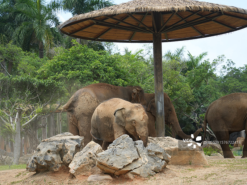 广西壮族自治区南宁动物园大象谷大象图片素材