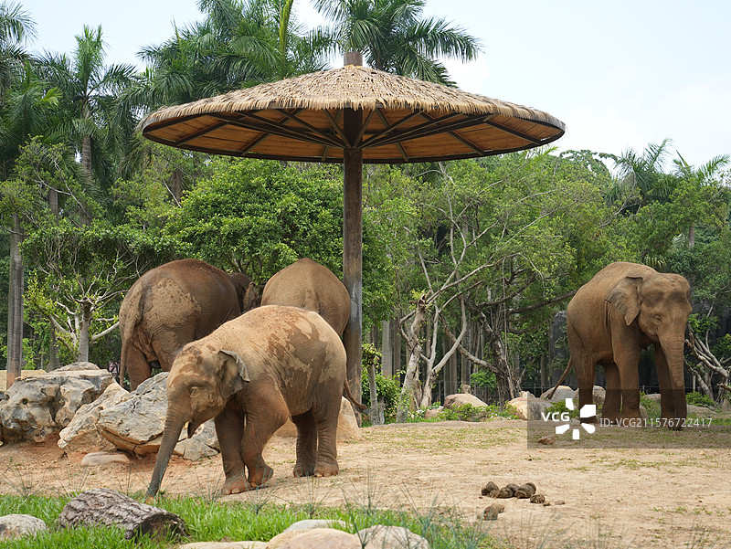 广西壮族自治区南宁动物园大象谷大象图片素材