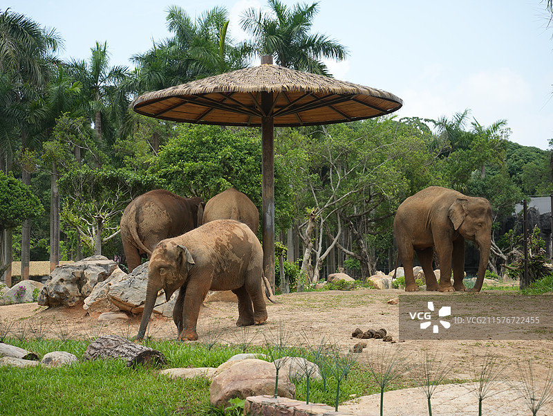 广西壮族自治区南宁动物园大象谷大象图片素材