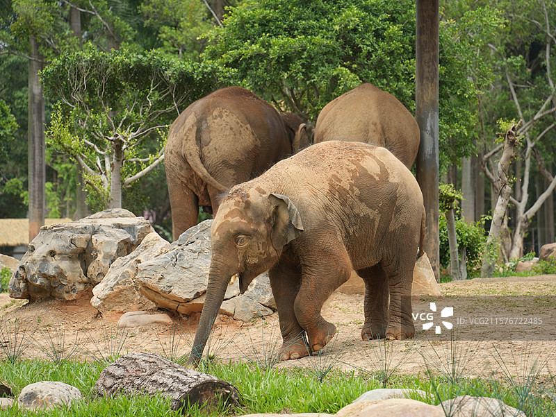 广西壮族自治区南宁动物园大象谷大象图片素材
