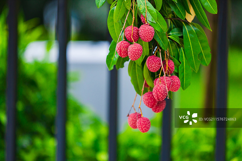 广州市增城区挂绿广场，西园挂绿母树观赏区，红荔，荔枝，挂绿图片素材