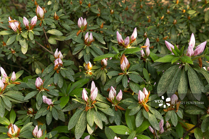 春季四月时节，含苞欲放的锦绣杜鹃，映山红花苞，植物花卉特写图片素材