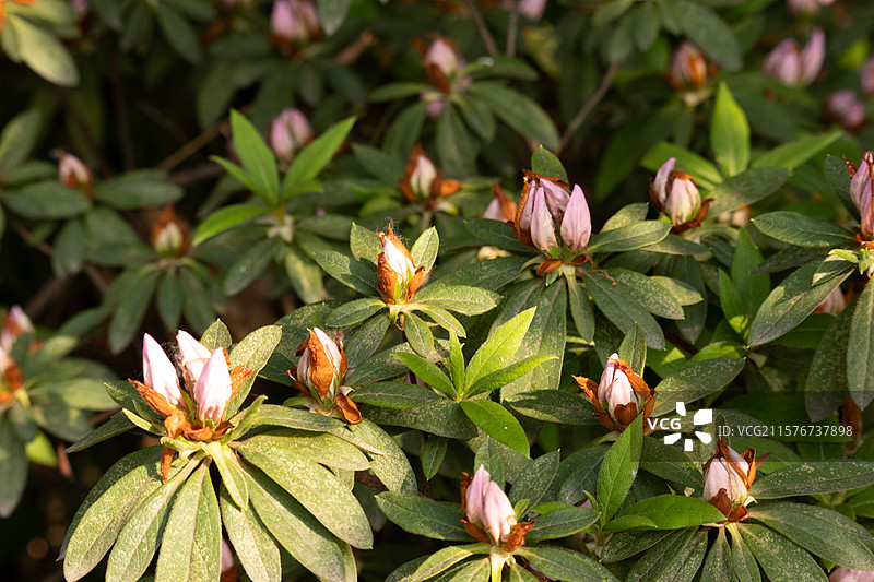 春季四月时节，含苞欲放的锦绣杜鹃，映山红花苞，植物花卉特写图片素材